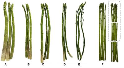 Value-added asparagus (Asparagus officinalis L.) as healthy snacks using vacuum frying